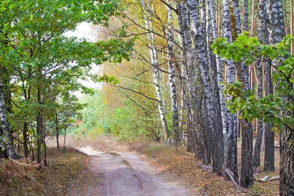 Boslandschap vroeg in de herfst. — Stockfoto