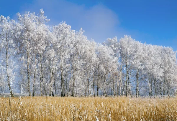 Χειμερινό τοπίο: δέντρα σε τον παγετό. — Φωτογραφία Αρχείου