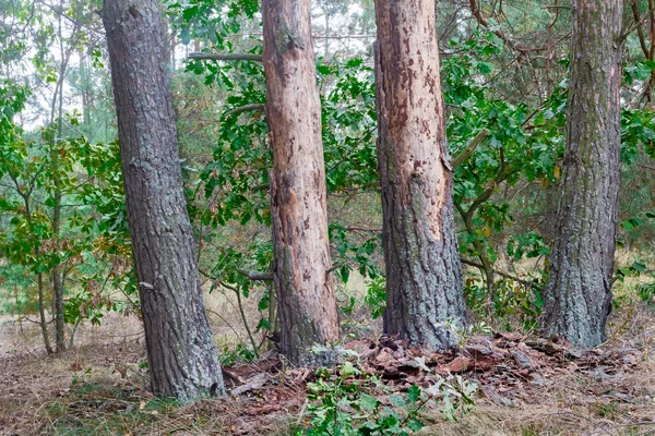 Paysage forestier au début de l'automne . — Photo