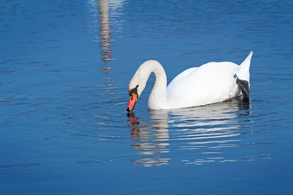 White Swan on blue water of the lake. — Stock Photo, Image