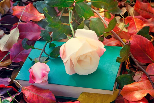 Beautiful white rose and the book among the yellow autumn leaves