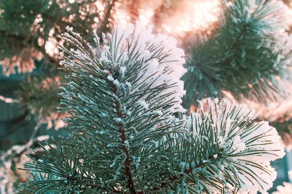 Pine gren, täckt med snö. — Stockfoto