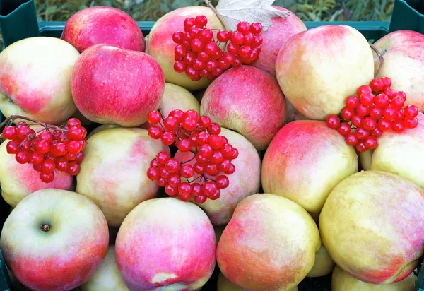 Большие спелые яблоки и ягоды, сфотографированные вблизи . — стоковое фото