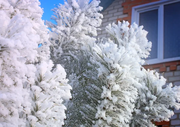 Winter landscape: trees in the frost. — Stock Photo, Image