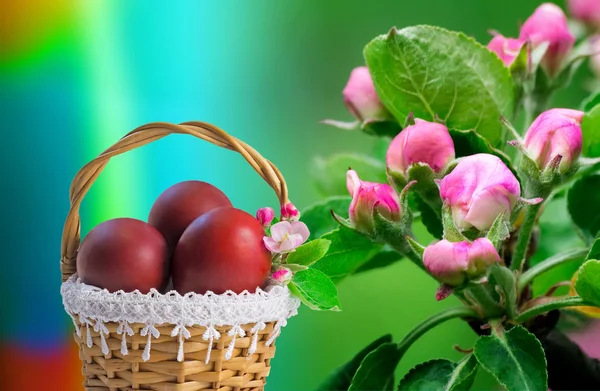 Œufs de Pâques rouges dans un panier et fleurs de pommiers . — Photo