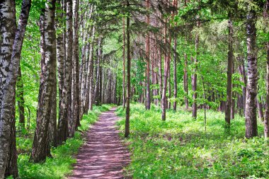 Erken yaz aylarında orman manzara.