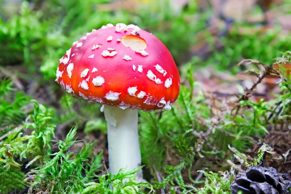 Fungo di fungo in una radura di foresta . — Foto Stock