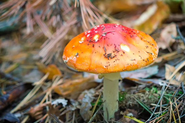 Cogumelo de cogumelos em uma clareira florestal . — Fotografia de Stock