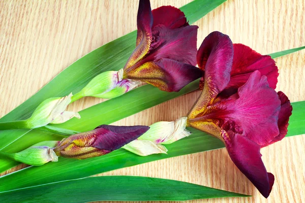 Still life: blommande Iris på bordsytan. — Stockfoto