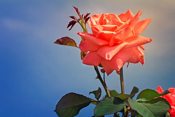 Hermosa rosa en flor contra el cielo azul . — Foto de Stock