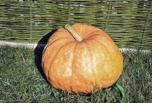 One big pumpkins lie at a wattled fence. — Stock Photo, Image