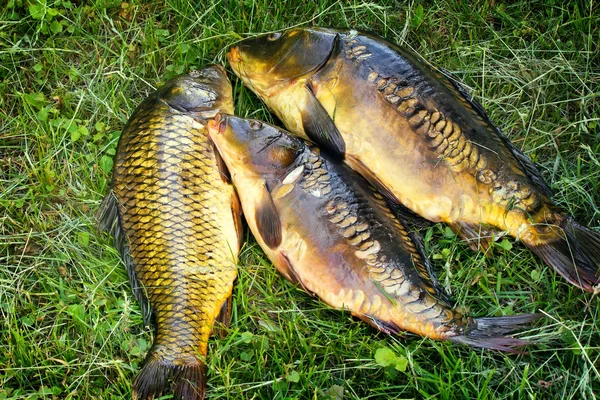 Fische im Fluss gefangen, im Gras liegend.. — Stockfoto