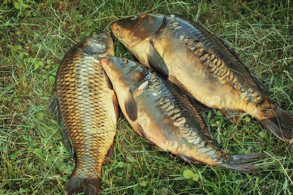Fische im Fluss gefangen, im Gras liegend.. — Stockfoto