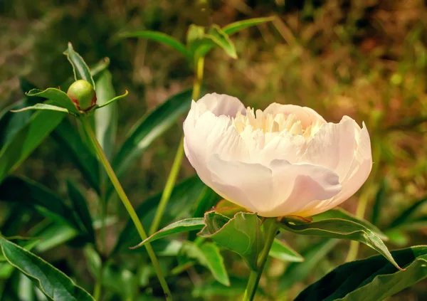 Peonía blanca floreciente entre hojas verdes — Foto de Stock