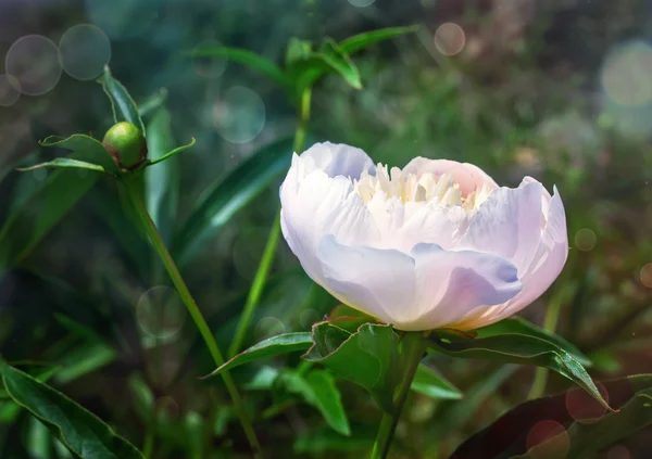 Pivoine blanche fleurissante parmi les feuilles vertes — Photo