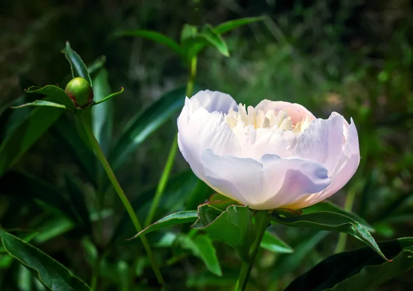 Peonía blanca floreciente entre hojas verdes — Foto de Stock