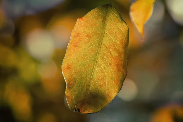 A primeira folha amarela nos ramos de vidoeiro — Fotografia de Stock