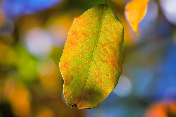 A primeira folha amarela nos ramos de vidoeiro — Fotografia de Stock