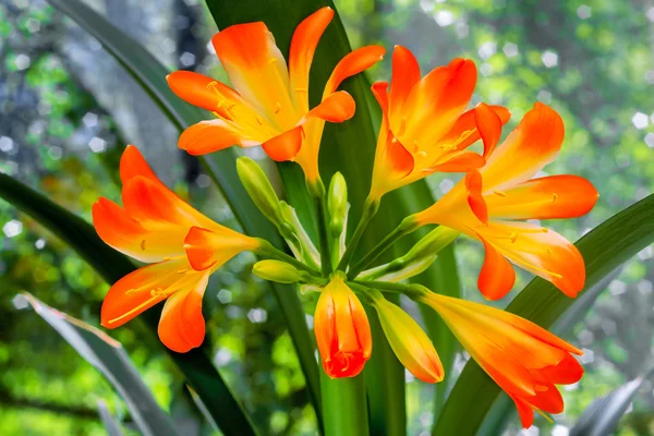 Blooming Amaryllis against the window to the garden. — Stock Photo, Image