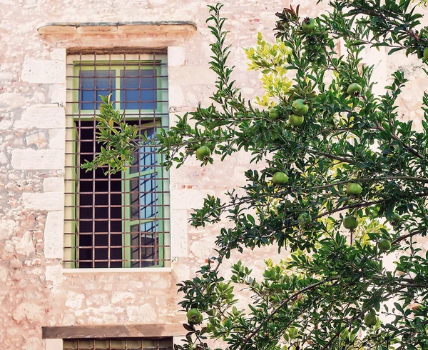 Granatapfelbaum vor der Fassade des Altbaus. — Stockfoto