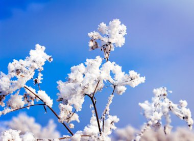 Arka plan gökyüzü bir kümede olarak bush Şubesi hoarfrost