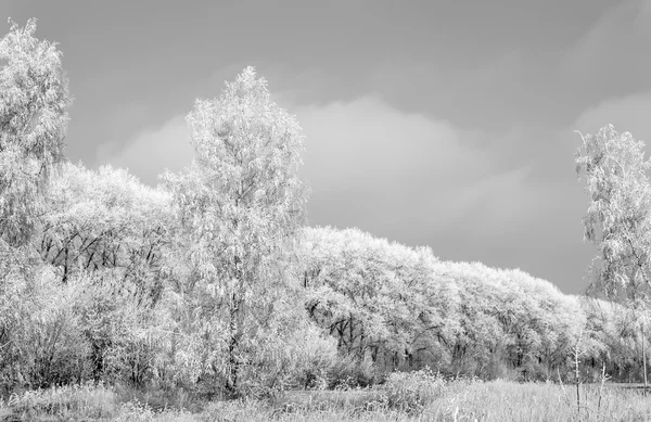 Zimowy krajobraz: drzew na mróz. — Zdjęcie stockowe