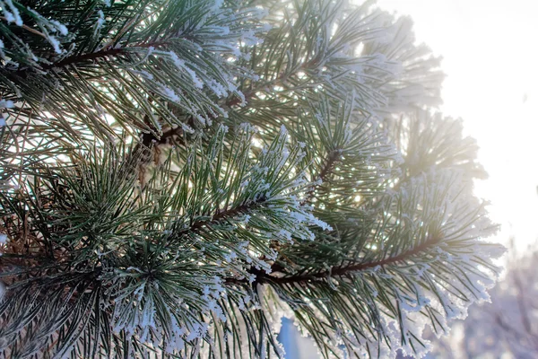 Pine gren, täckt med snö. — Stockfoto