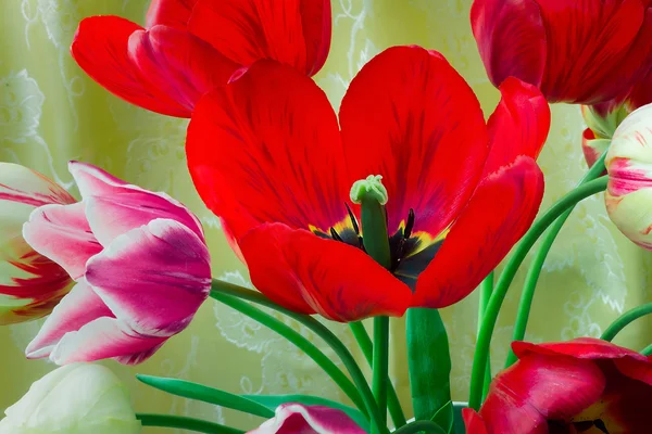 Tulipán rojo brillante contra seda amarilla —  Fotos de Stock