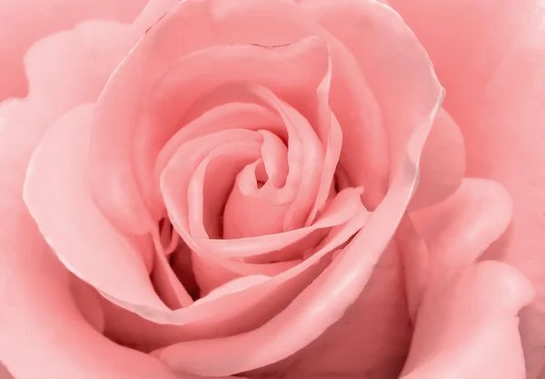 Güzel gül çiçek hassas açık pembe renkli portre..