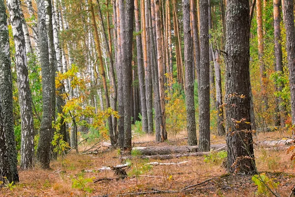 Paysage forestier au début de l'automne . — Photo