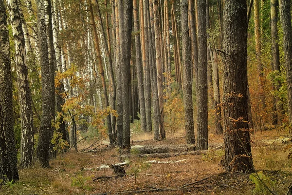 Lesní krajina počátkem podzimu. — Stock fotografie