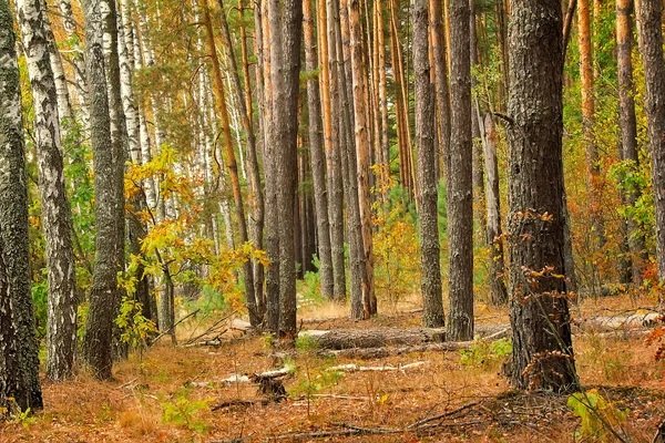 Paysage forestier au début de l'automne . — Photo