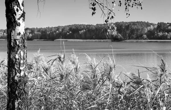 Drewno jesień na brzegu jeziora wielkie — Zdjęcie stockowe