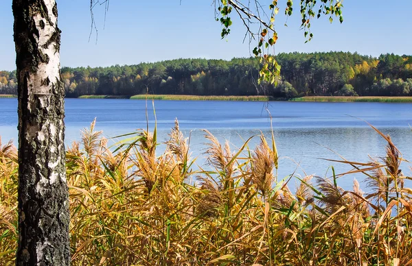 Der herbstliche Wald am Ufer des großen schönen Sees — Stockfoto