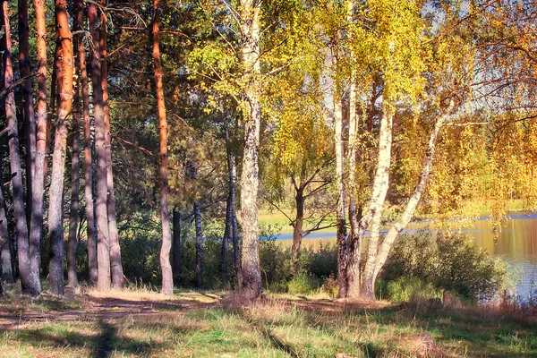 De herfst hout op de oever van de grote mooie meer — Stockfoto