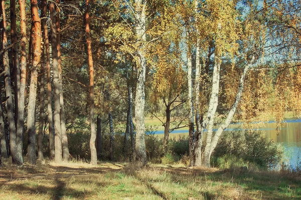 De herfst hout op de oever van de grote mooie meer — Stockfoto