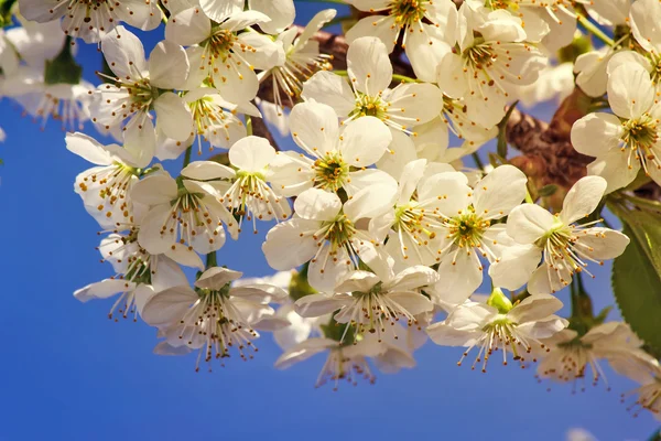 Rama de cerezo en flor contra el cielo azul . — Foto de Stock