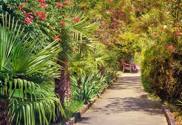 Alley in the Park with beautiful southern flowering plants. — Stock Photo, Image