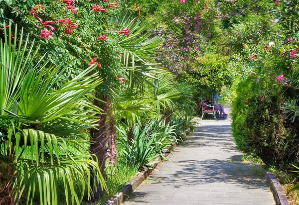 Alley in the Park with beautiful southern flowering plants. — Stock Photo, Image