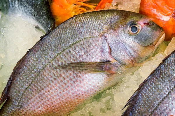 .großer Mittelmeerfisch, der auf der Insel Beton gefangen wird. — Stockfoto