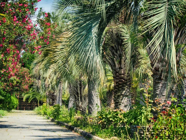 Alley in the Park with beautiful southern flowering plants. — Stock Photo, Image