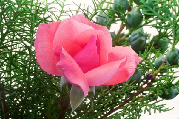 Belle rose fleurie sur un fond de feuilles vertes — Photo