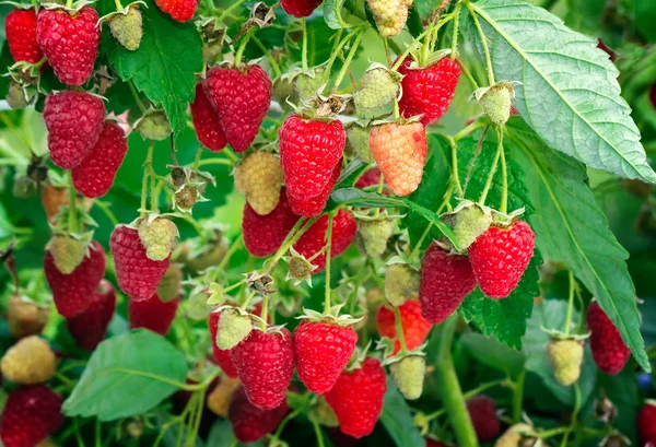 Frambuesas en el jardín en las ramas de un arbusto . — Foto de Stock