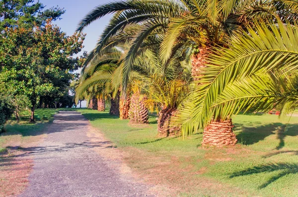 Parkta güzel Güney çiçekli bitkiler ile sokakta. — Stok fotoğraf