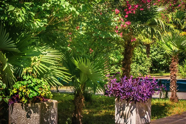 Alley in the Park with beautiful southern flowering plants. — Stock Photo, Image