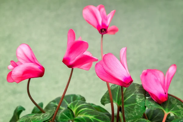 Ciclamen floreciente con flores y hojas verdes. — Foto de Stock