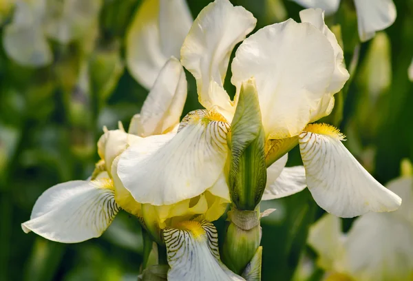 Floraison dans le jardin, iris jaune pâle. — Photo