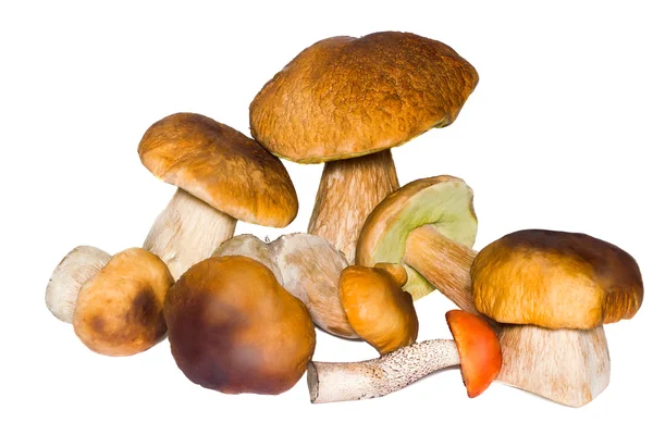 Bei funghi su uno sfondo bianco . — Foto Stock