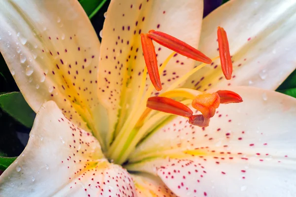 Szép virág, fehér liliom Vértes — Stock Fotó