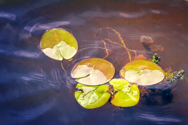 As folhas de lírios de água na água no rio . — Fotografia de Stock